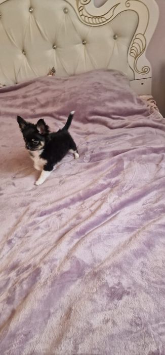 Продам щенков Чихуахуа