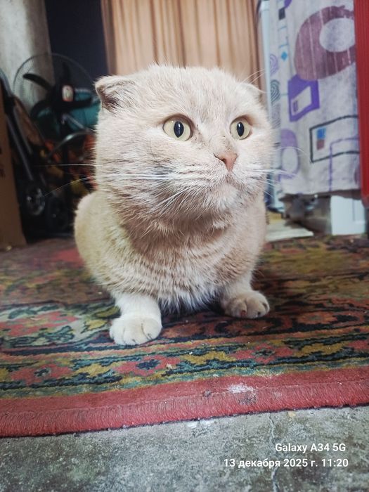 Mushuk sotiladi 100$ zoti Scottish Fold o'g'il bola