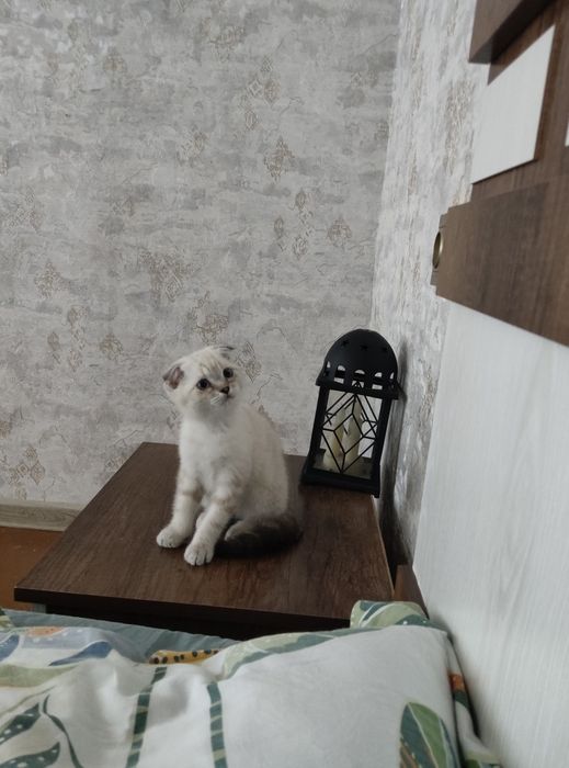 Продается котенок девочка скотиш фолд родилась 4 апреля