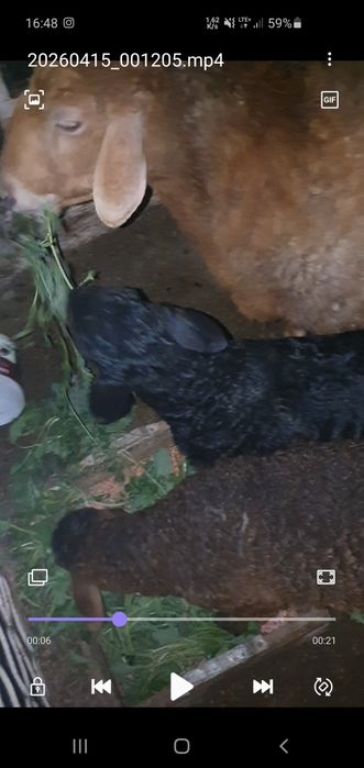 Ona bola 2 ni tuqqan