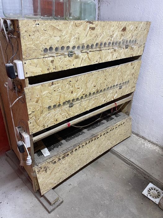 Брудель ! Тауық немесе бөденеге