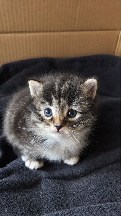 Отдам котят в добрые руки