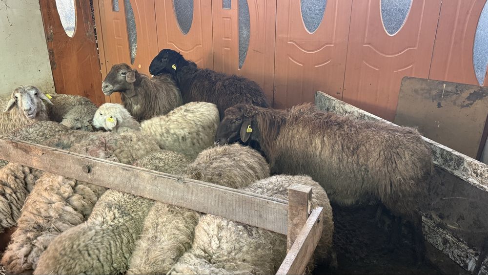 Қой баран тоқты қошақанбар