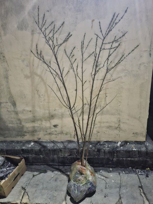 Саженцы облепихи