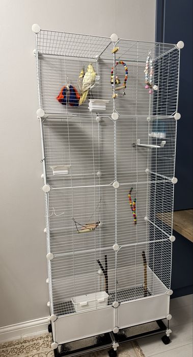 Попугай Корелла 2 шт (мальчик и девочка)