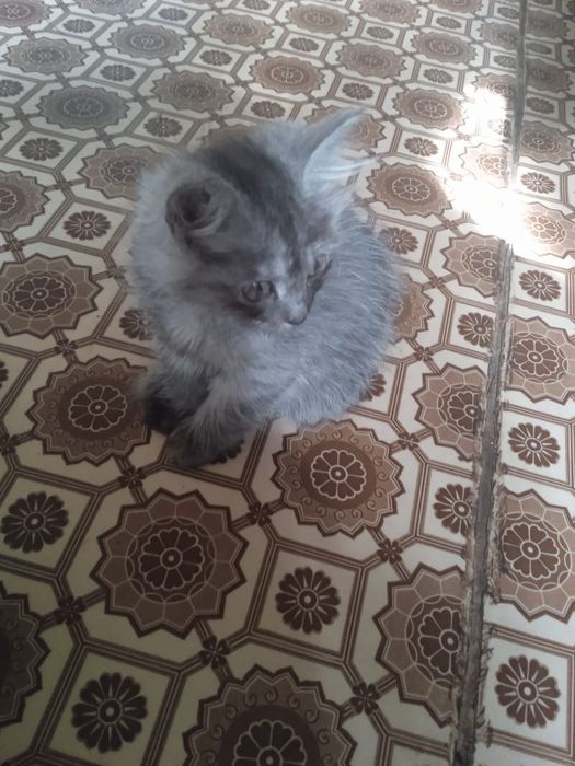 Отдаю котят в хорошие руки