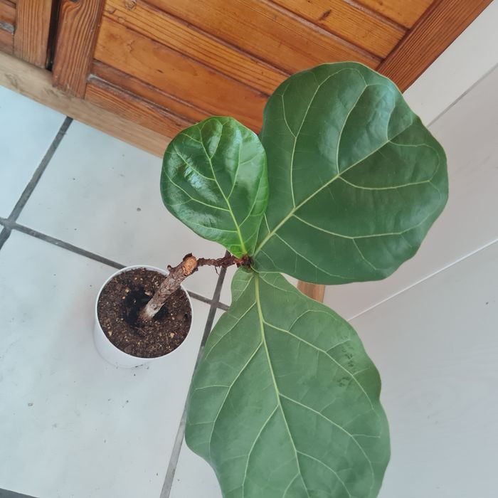 Продавам Фикус Лирата