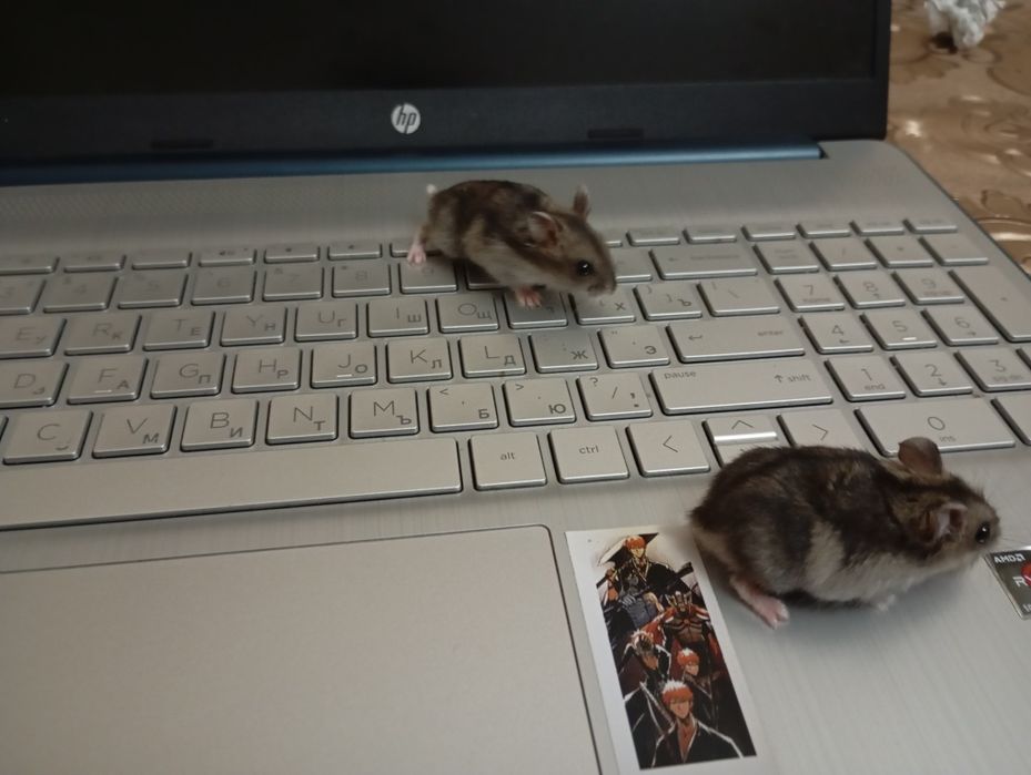 Джунгарские хамячки/Jungar Hamsterchalar