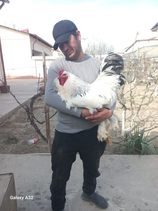 Брама тухумлари сотилади бостириша уругланга