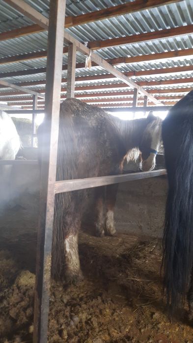 қысыр быйе сатлады