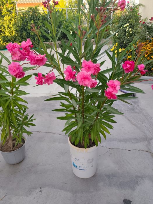 Продам цветы Алиандра в горшках .