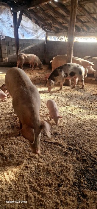 Прасета малки и големи