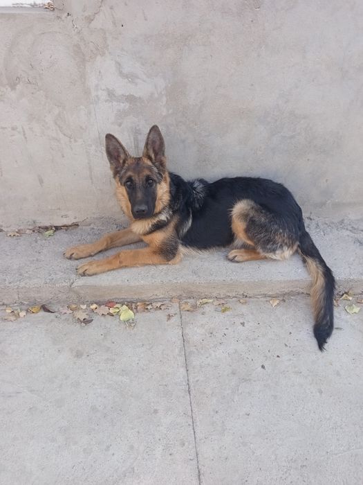 Овчарка немецкая