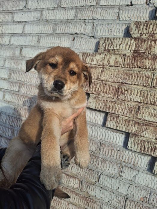 Отдам щенка 2,5 месяца