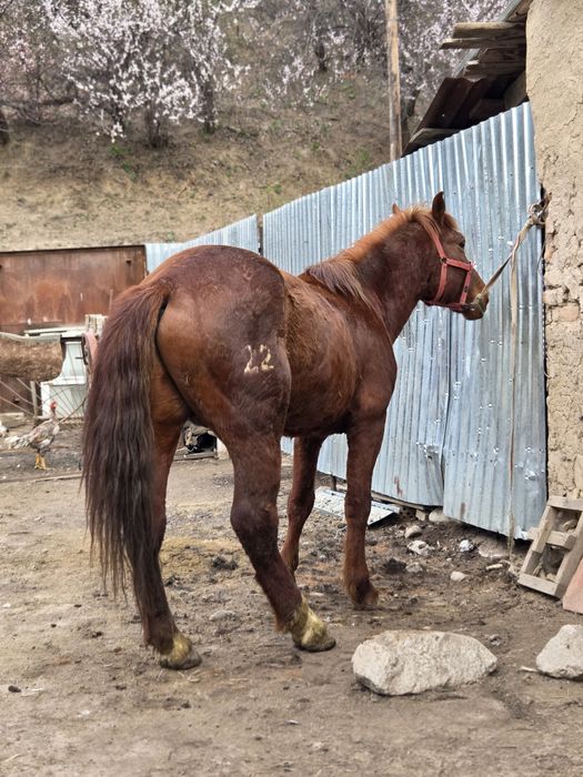 Полу тяж айғыр сатылады