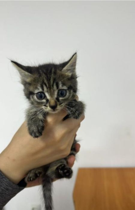 Отдам котят в добрые руки