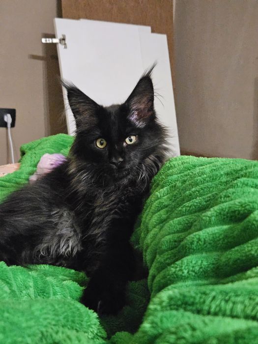 Мейн кун котенок