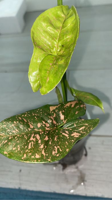 сингониумы по 500 тенге