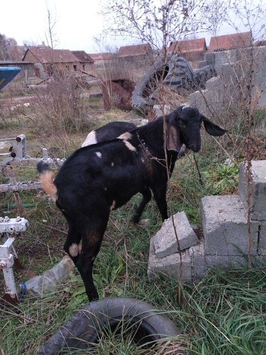 Țap de rasa anglonubian 2.5 ani