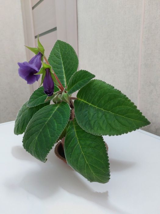 Глоксиния синего цвета