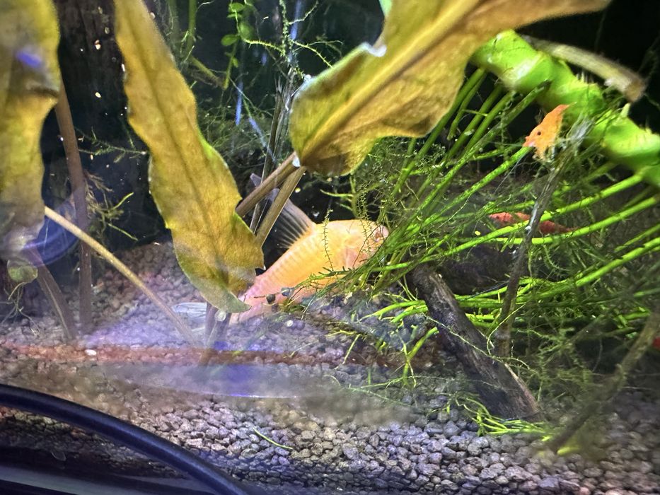 Acvariu complet cu plante, creveti, corydoras