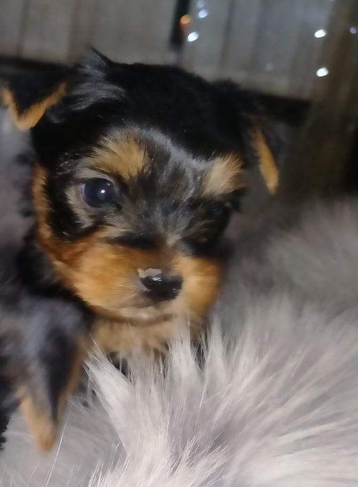 Йоркширский терьер