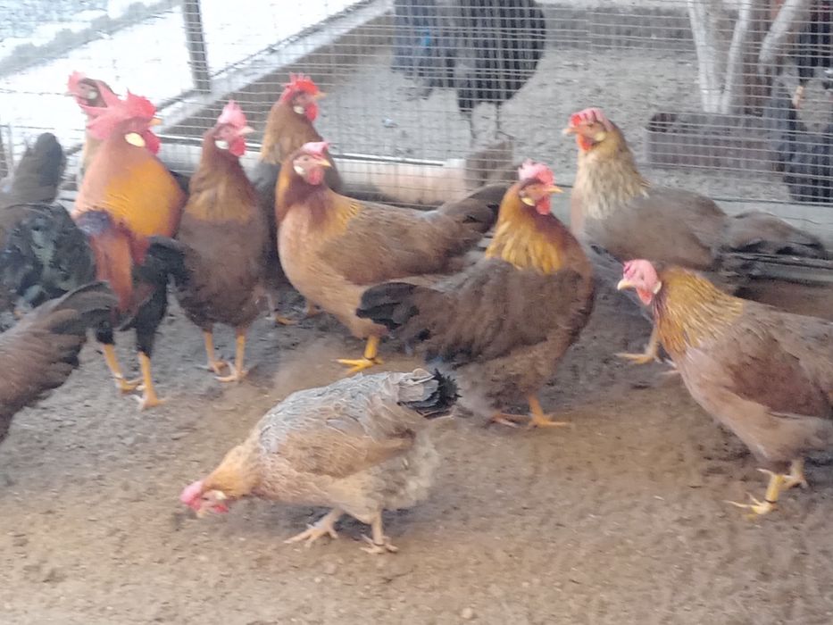 Ouă de găini italiene ptr incubat.