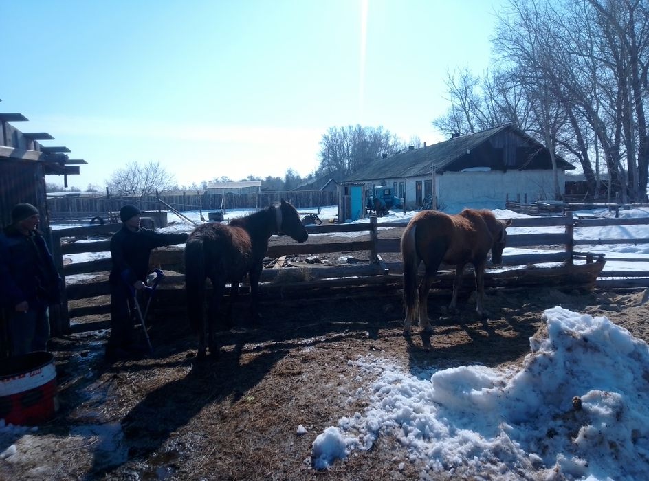 Лошади тайчики продам