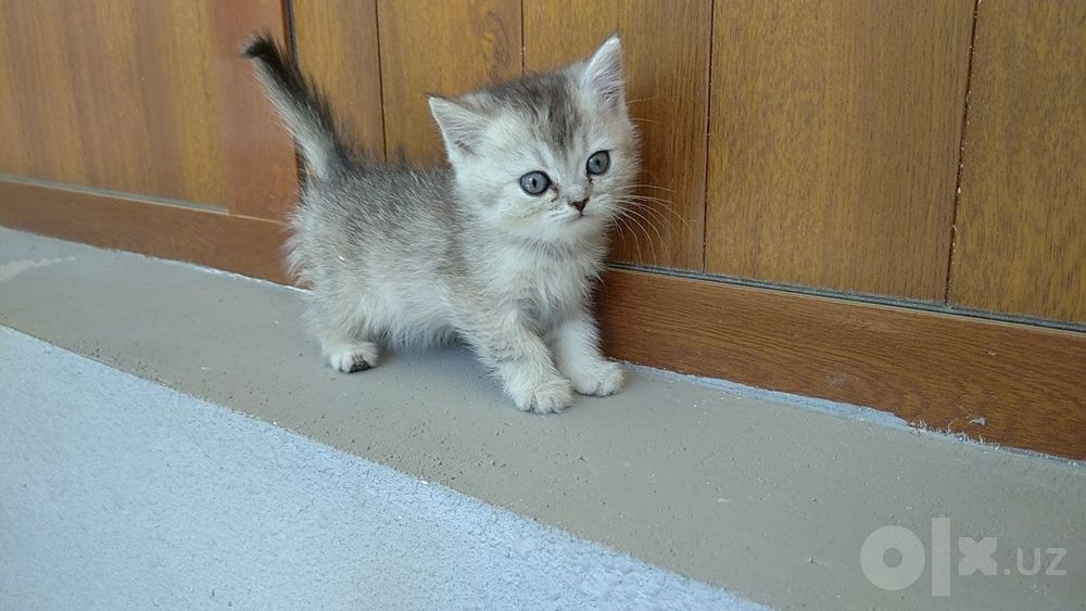 Скотш страйт она ва мушучала