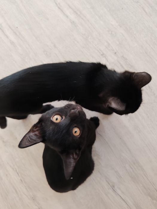 Очаровательные котята ищут дом!