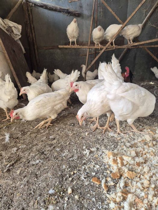 Продавам ярки легхорн съсекс и чешки доминант