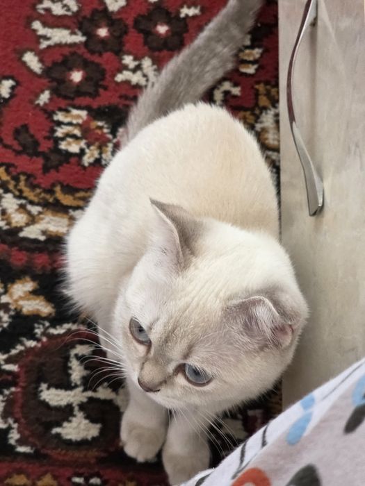 Scottish fold mushuk sotiladi