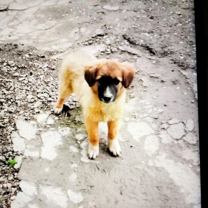 Щенки  4мес.порода Гуржи