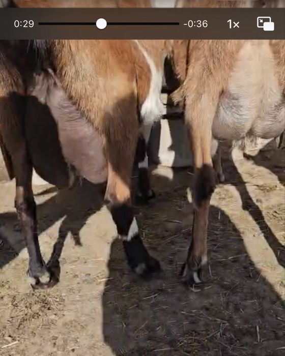 Tapi alpini  francezi