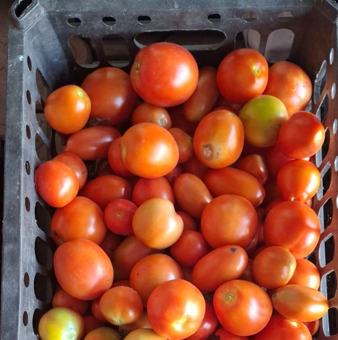 Продам домашние помидоры