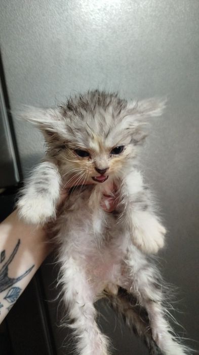 Отдам котят в хорошие руки
