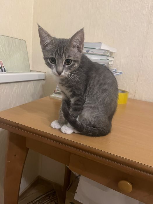 котенок девочка