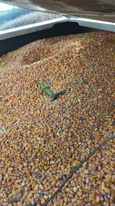 Porumb boabe/știulete