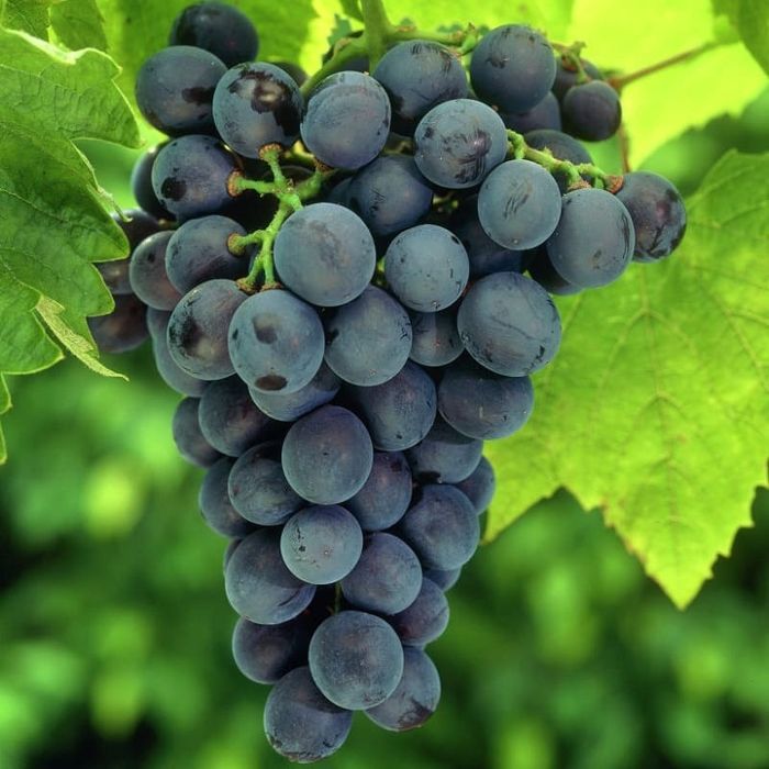 Vita de Vie (Soiuri De Masa Negru )