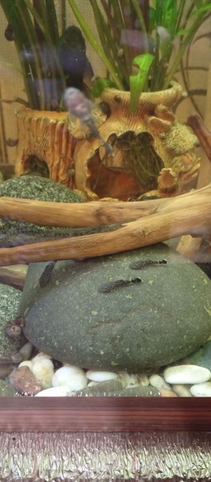 Аквариум 80 литров