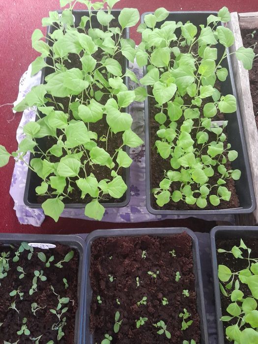 Продам баклажаны