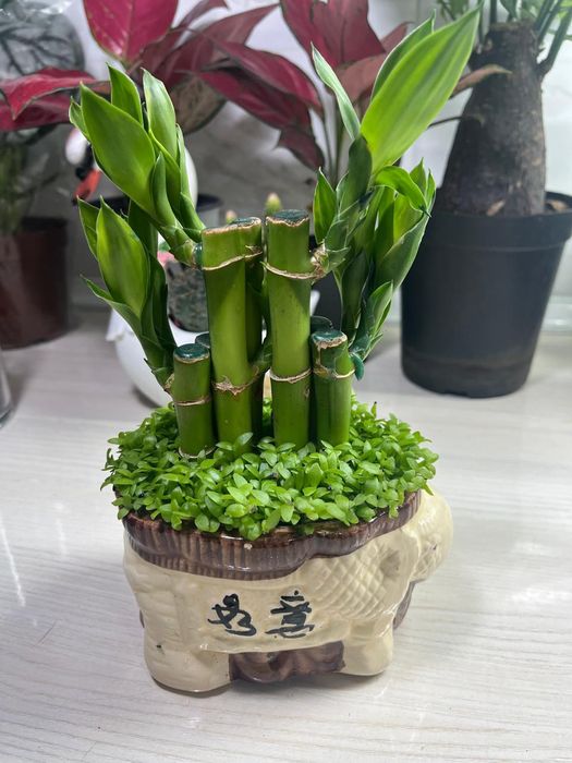 Комнатные растения