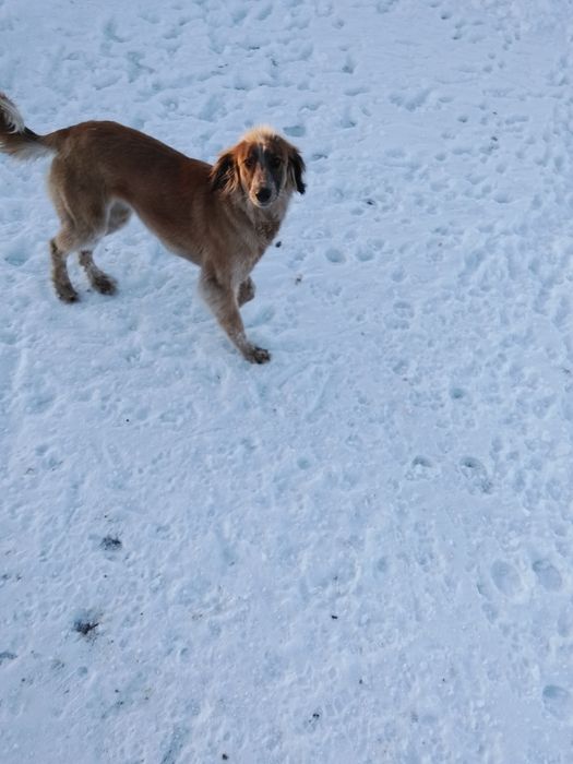 Тазы 12месяц сука