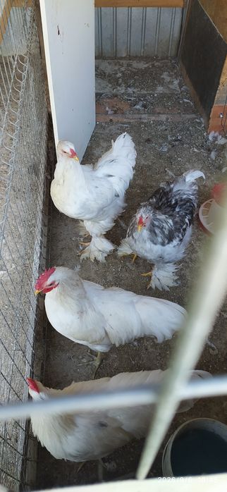 Cocoși Brahma Bobat pe albastru