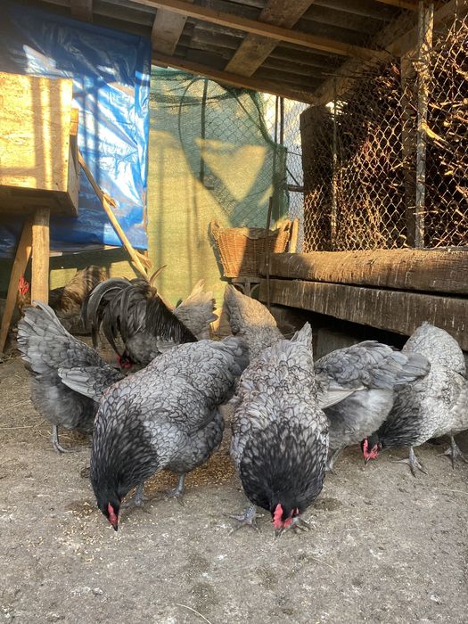 Oua Australorp Albastru