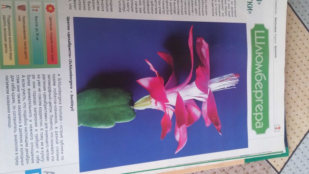 Продам книгу Комнатные растения.