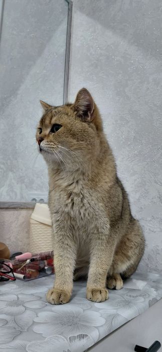 Мушуг сотилади Биртаниски шиншила огил бола насил олиш мумкин 1 йош