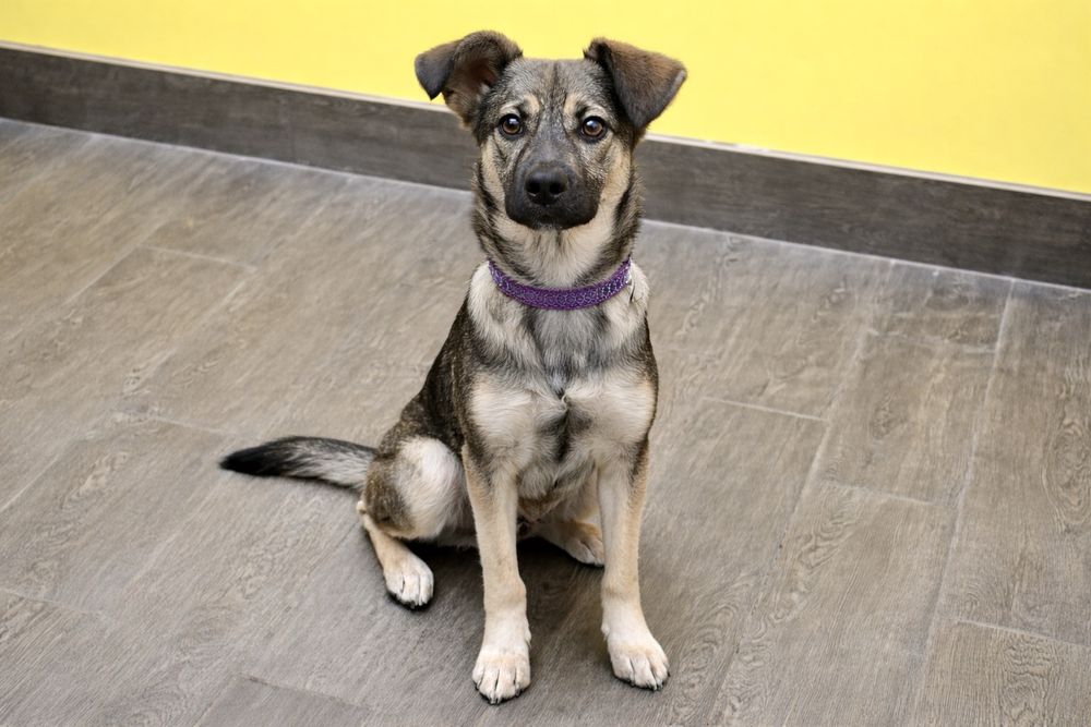 Щенок Лакки — весёлый и очень добрый