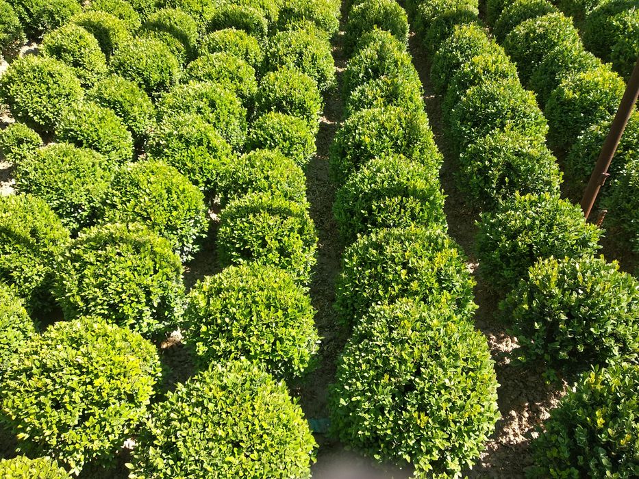 Shamshod kochat sotiladi