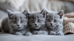Продаются породистые Котята